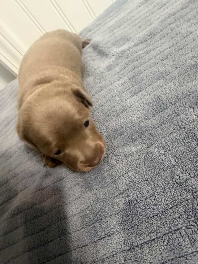 Dachshund Puppies media 7