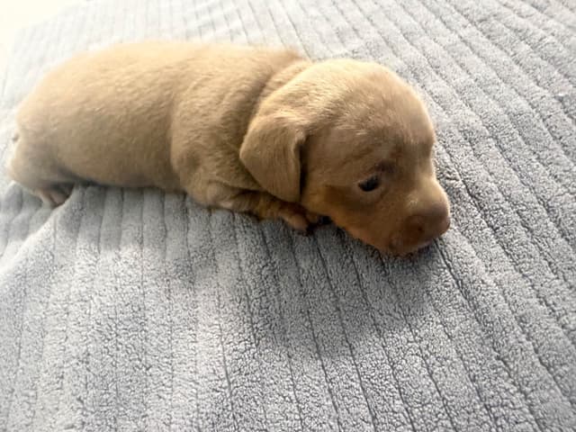 Dachshund Puppies media 6