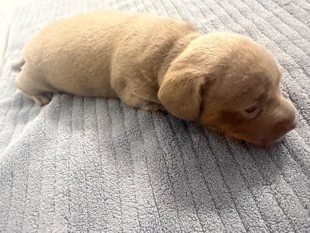 Dachshund Puppies media 5