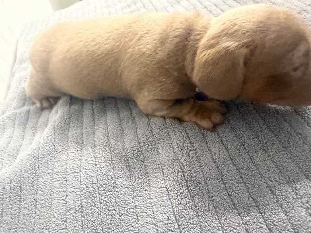 Dachshund Puppies media 8