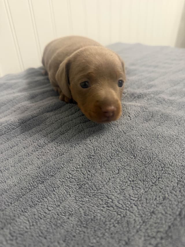 Dachshund Puppies media 10