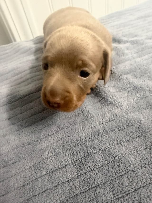 Dachshund Puppies media 9