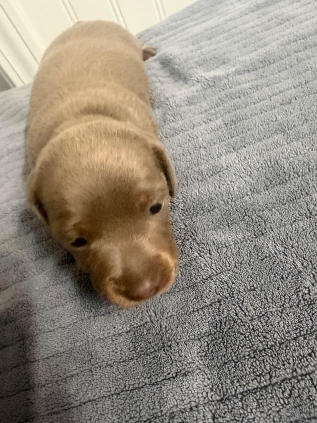 Dachshund Puppies media 12