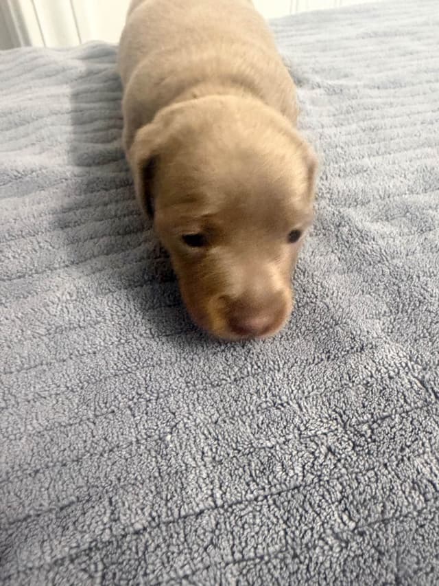 Dachshund Puppies media 11