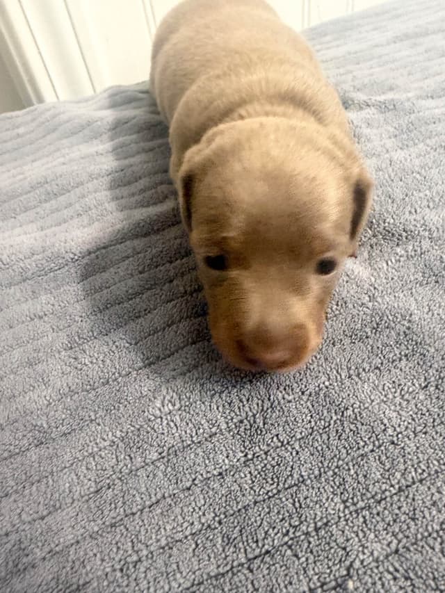 Dachshund Puppies media 14