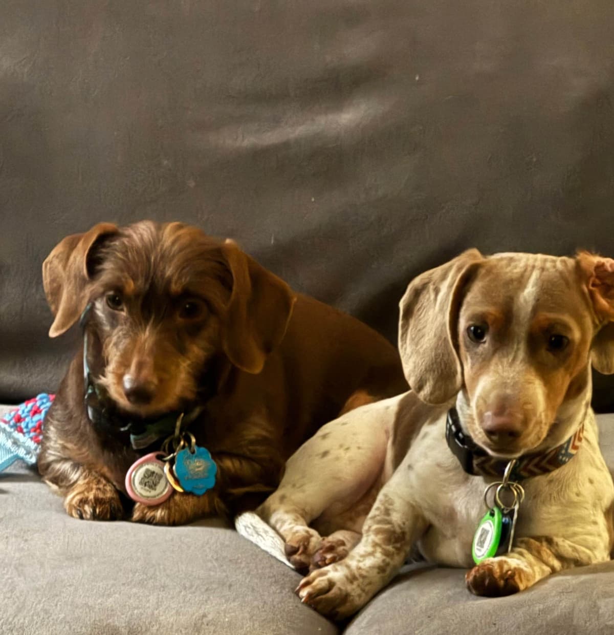 Dachshund Puppies breeder image 25