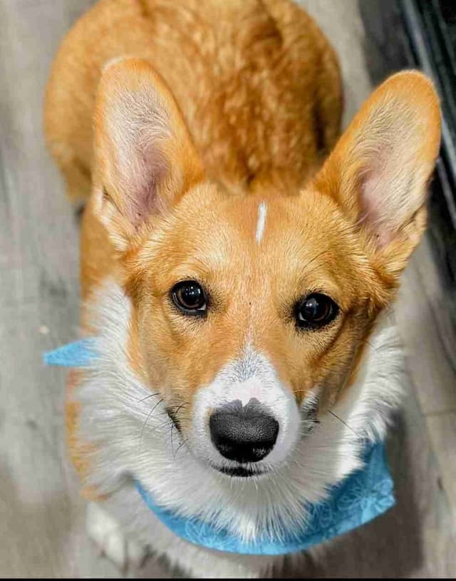 Pembroke Welsh Corgi Puppies (AKC Registration Provided) media 5