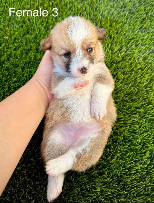 Pembroke Welsh Corgi Puppies (AKC Registration Provided) media 4