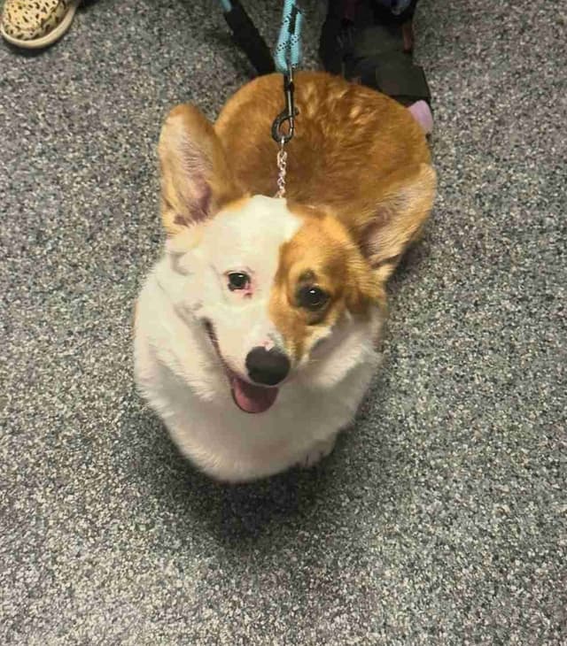 Pembroke Welsh Corgi Puppies (AKC Registration Provided) media 6