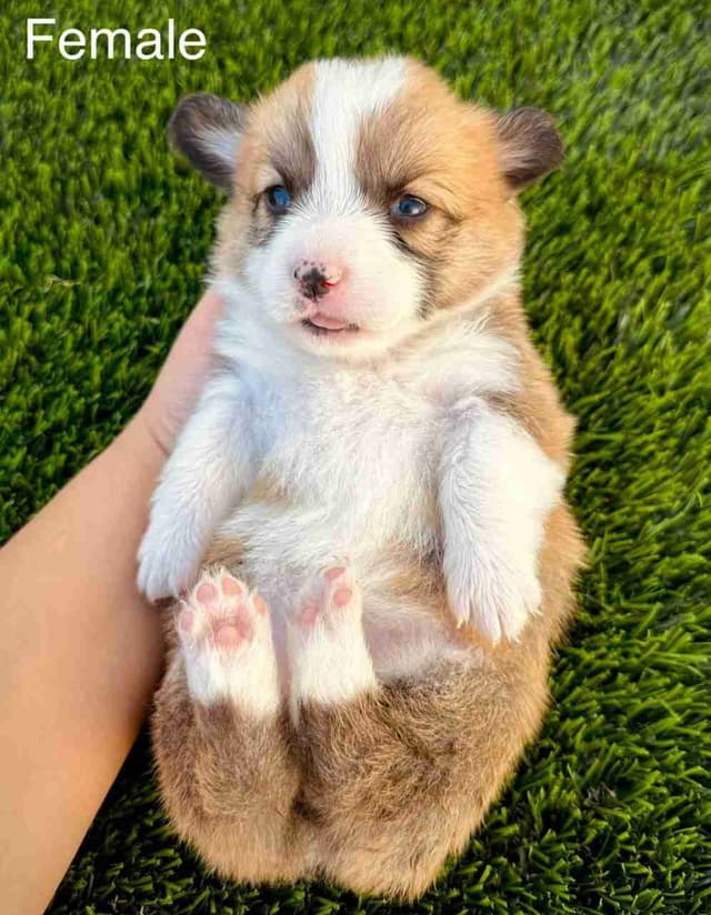 Pembroke Welsh Corgi Puppies (AKC Registration Provided) media 2