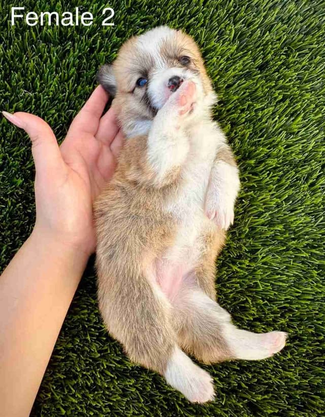 Pembroke Welsh Corgi Puppies (AKC Registration Provided) media 3