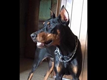Doberman Pinscher Puppies breeder image 1