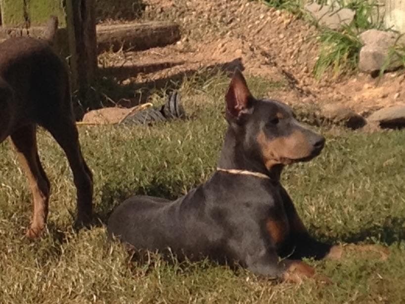 Doberman Pinscher Puppies breeder image 5