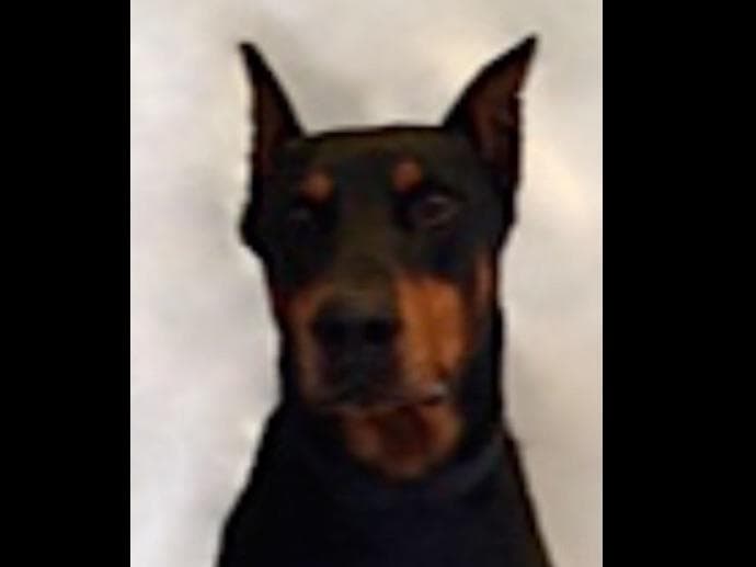 Doberman Pinscher Puppies breeder image 4