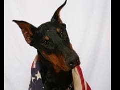 Doberman Pinscher Puppies breeder image 3
