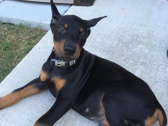 Doberman Pinscher Puppies breeder image 2
