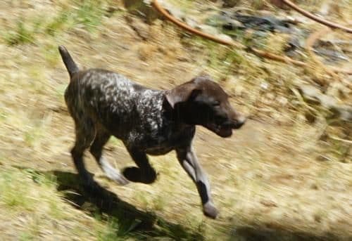 German Shorthaired Pointer Puppy (Female) media 2