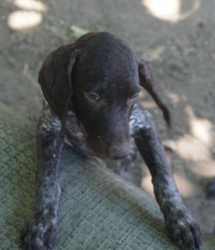 German Shorthaired Pointer Puppy (Female) media 3