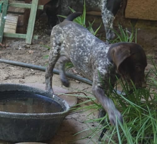 German Shorthaired Pointer Puppy (Female) media 4