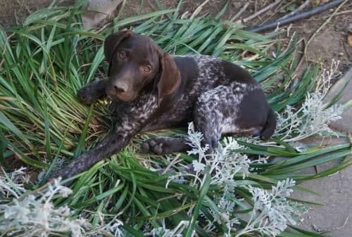 German Shorthaired Pointer Puppy (Female) media 5