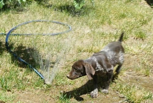 German Shorthaired Pointer Puppy (Female) media 6