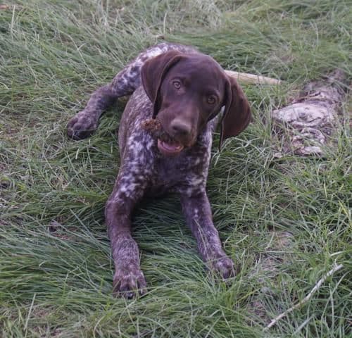 German Shorthaired Pointer Puppy (Female) media 7
