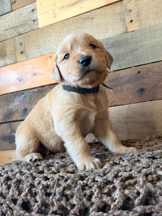 AKC Golden Retriever Puppies media 2