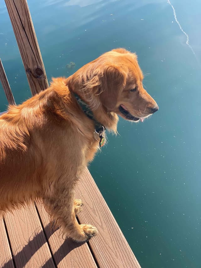 AKC Golden Retriever Puppies media 3
