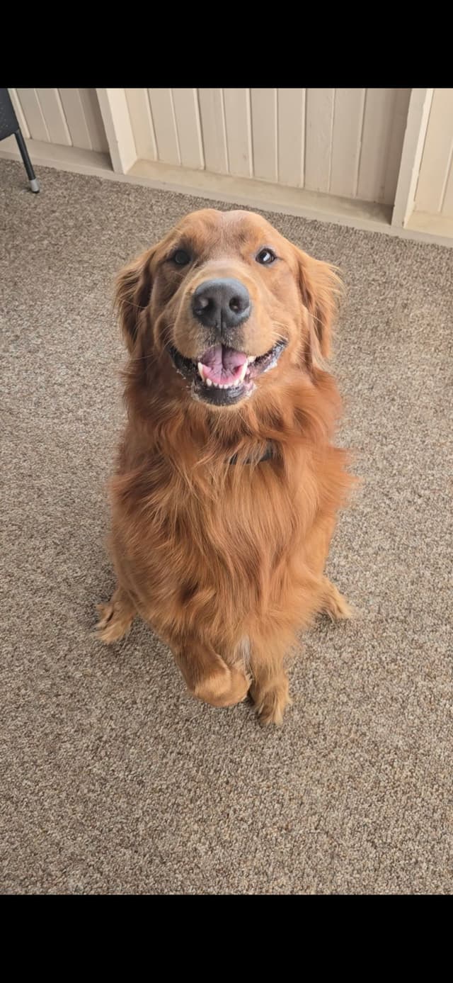 AKC Golden Retriever Puppies media 4