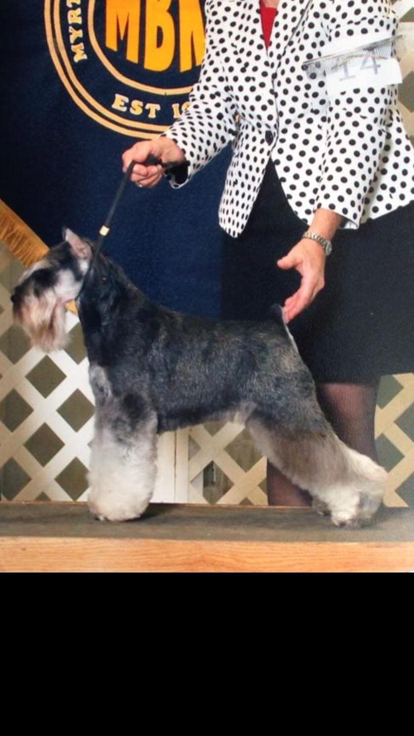 Miniature Schnauzer Puppies breeder image 2