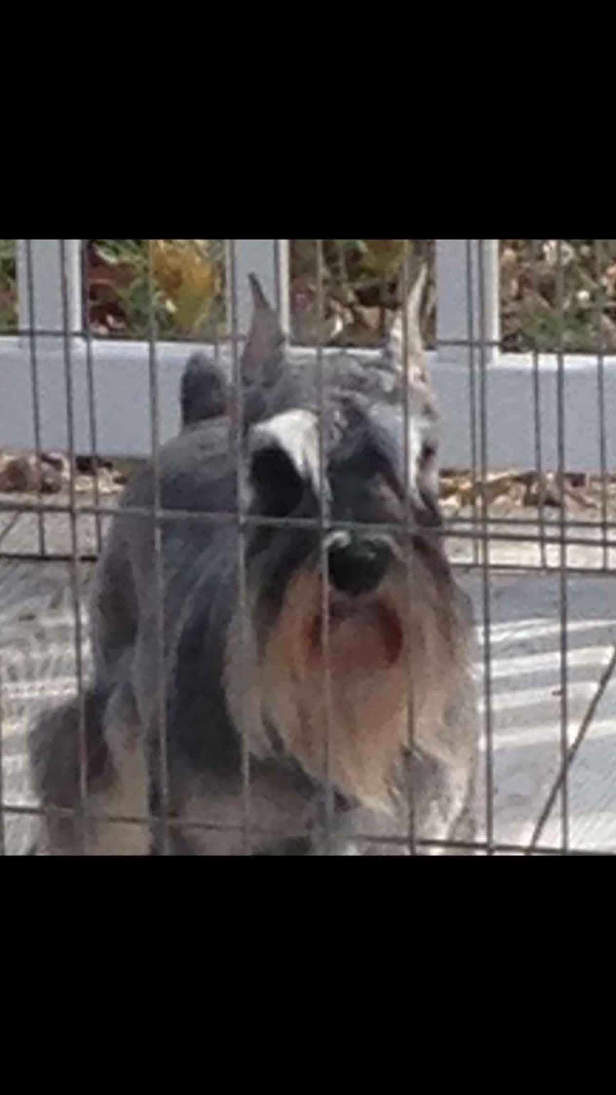 Miniature Schnauzer Puppies breeder image 4