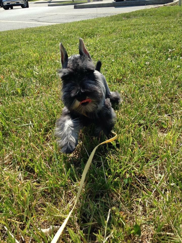 Miniature Schnauzer Puppies breeder image 5