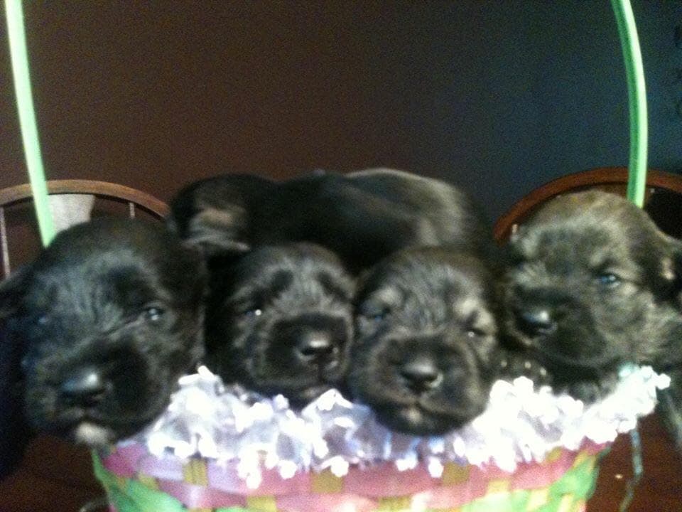 Miniature Schnauzer Puppies breeder image 6