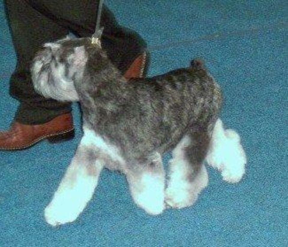 Miniature Schnauzer Puppies breeder image 8