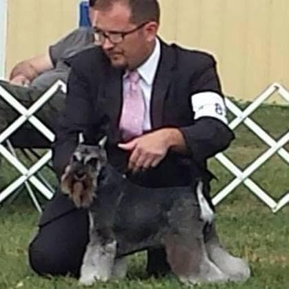 Miniature Schnauzer Puppies breeder image 10