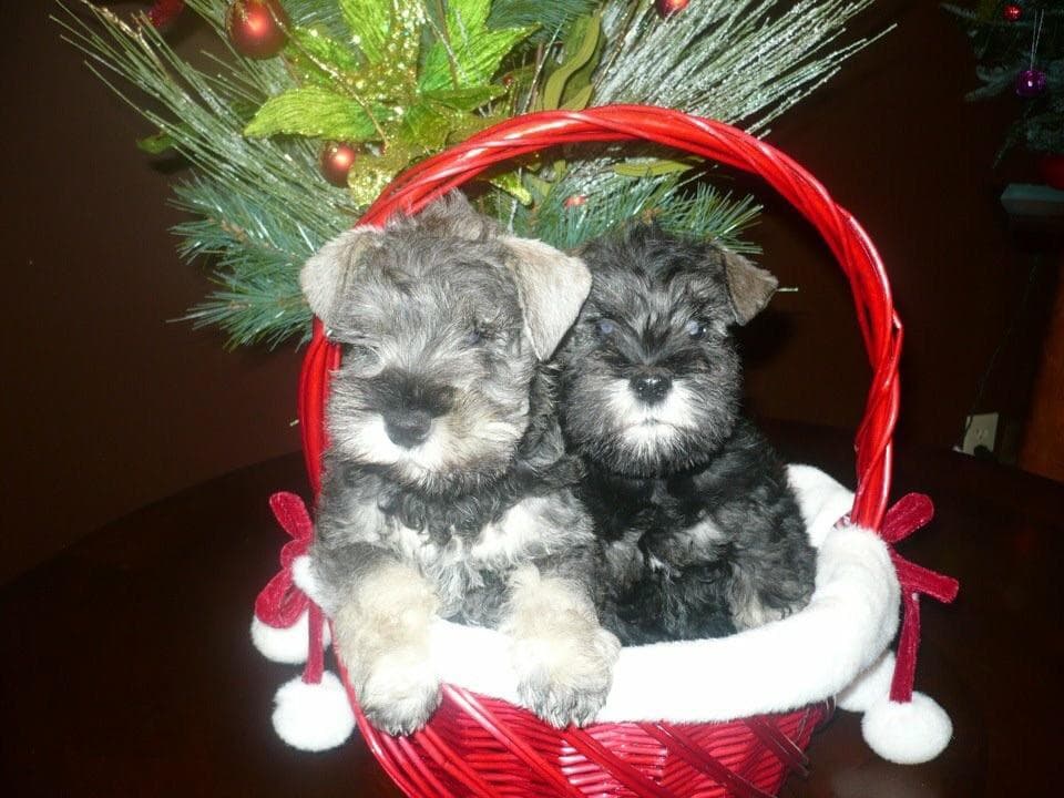 Miniature Schnauzer Puppies breeder image 11
