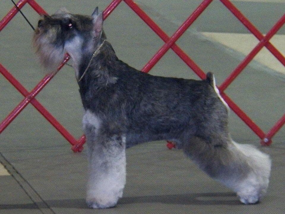 Miniature Schnauzer Puppies breeder image 12