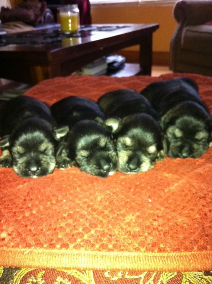 Miniature Schnauzer Puppies breeder image 13