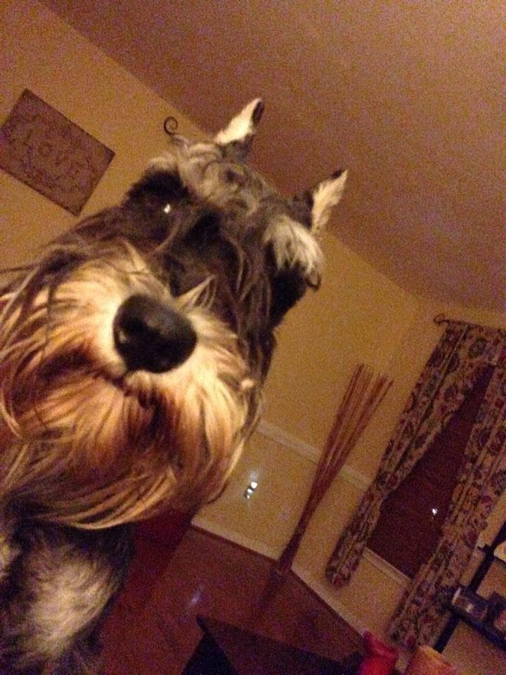 Miniature Schnauzer Puppies breeder image 14