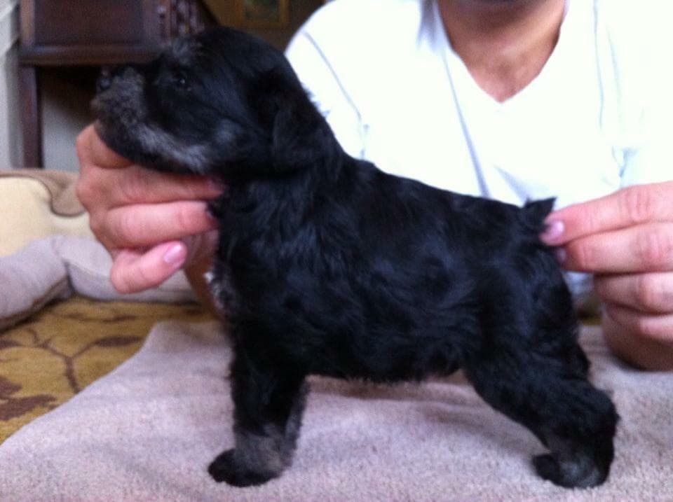 Miniature Schnauzer Puppies breeder image 15