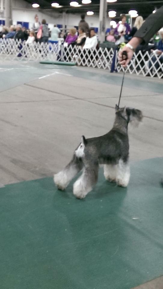 Miniature Schnauzer Puppies breeder image 17