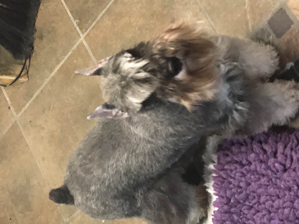Miniature Schnauzer Puppies breeder image 19