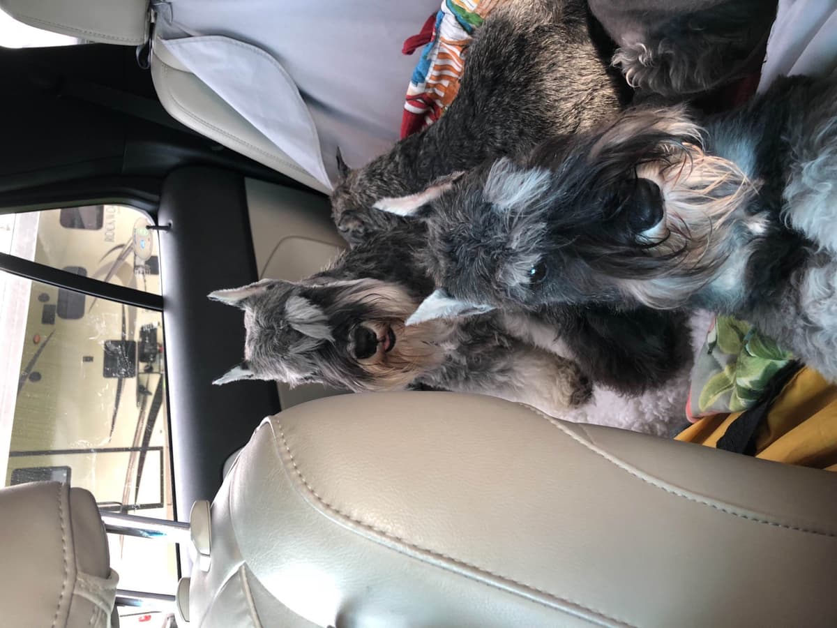 Miniature Schnauzer Puppies breeder image 20