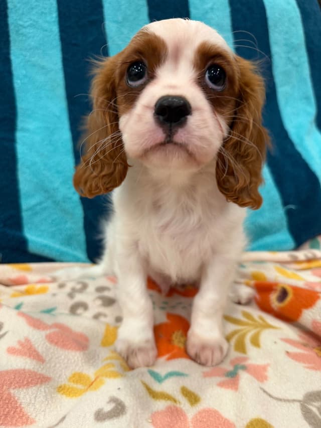 Cavalier King Charles Spaniel Puppies media 2