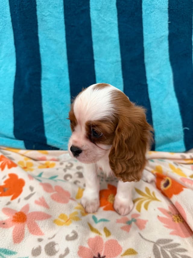 Cavalier King Charles Spaniel Puppies media 3