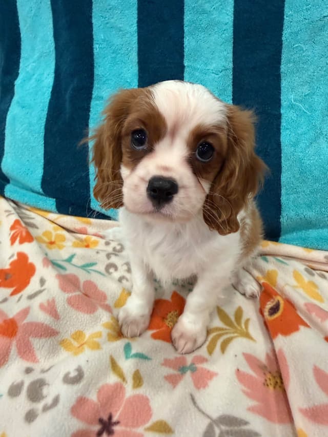 Cavalier King Charles Spaniel Puppies media 5