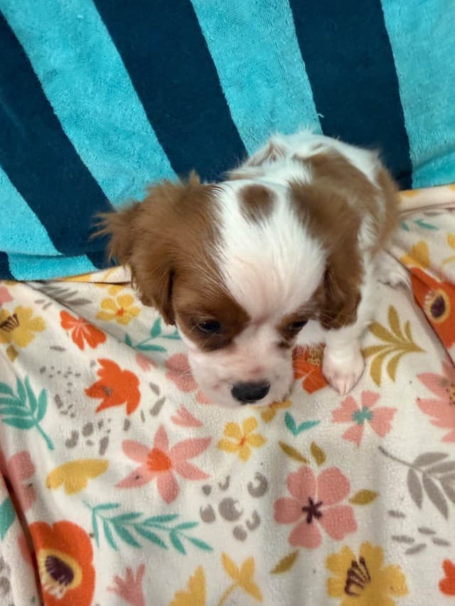 Cavalier King Charles Spaniel Puppies media 7
