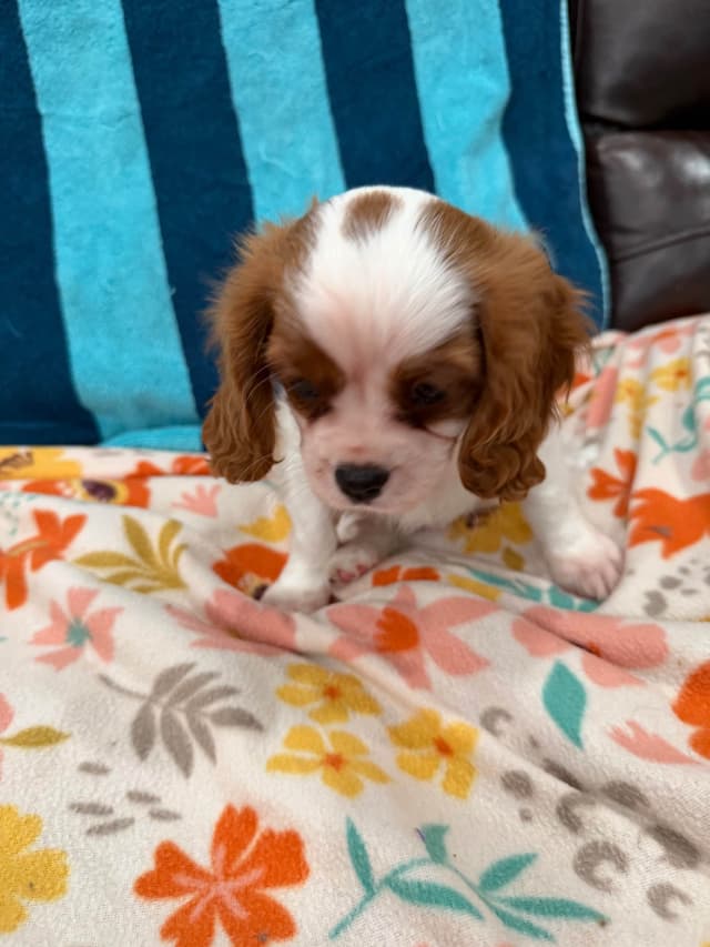 Cavalier King Charles Spaniel Puppies media 9