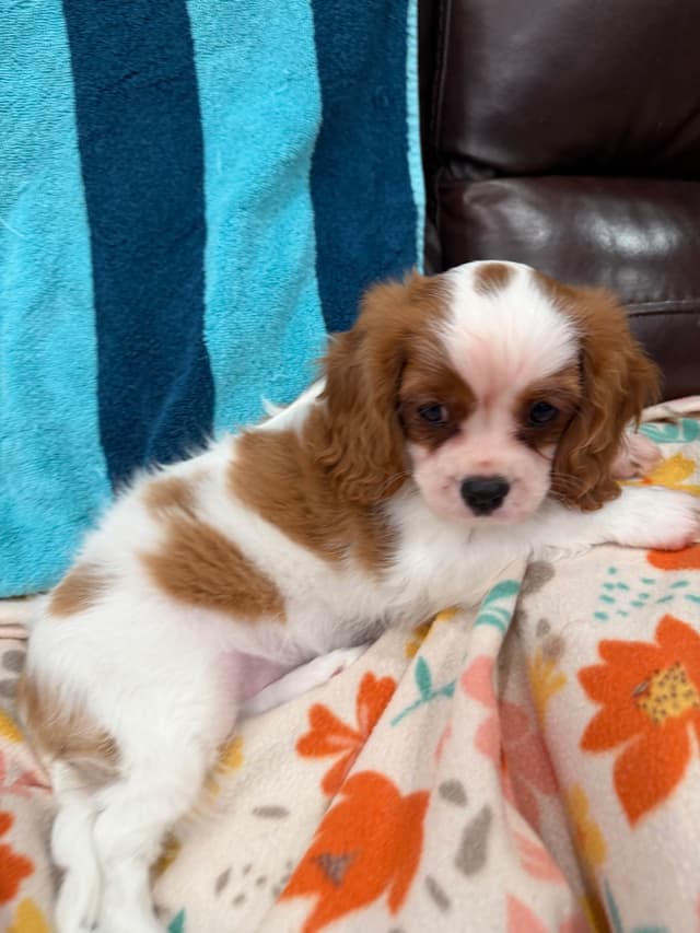 Cavalier King Charles Spaniel Puppies media 10