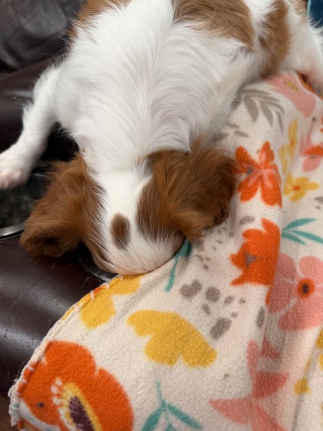Cavalier King Charles Spaniel Puppies media 11